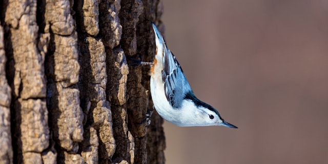 Gifford Woods State Park-3