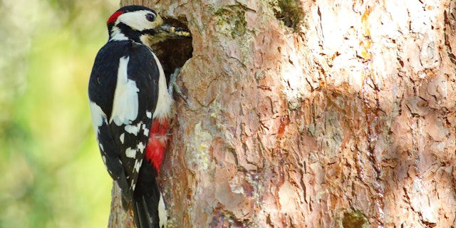 Gifford Woods State Park-0