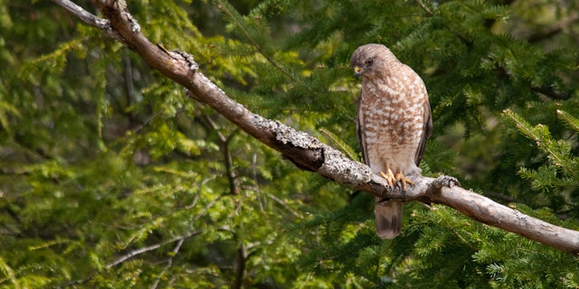 Gifford Woods State Park-4