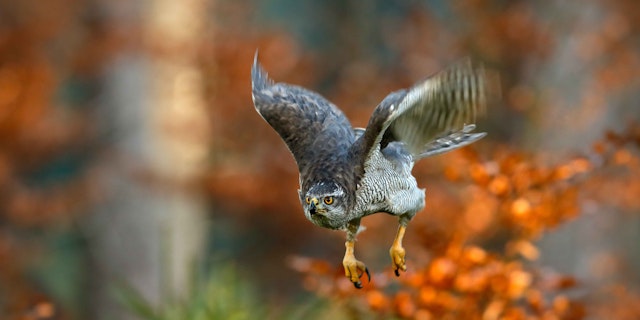 Gifford Woods State Park-5