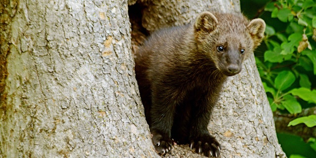 Gifford Woods State Park-1