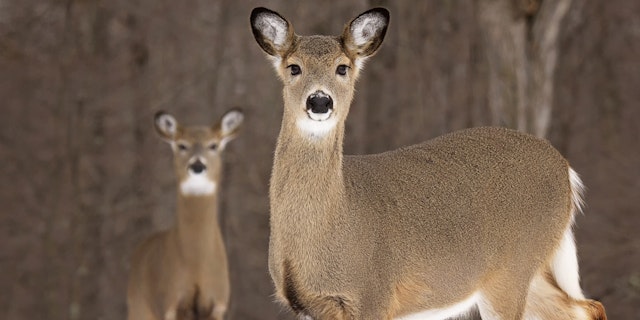 Gifford Woods State Park-2