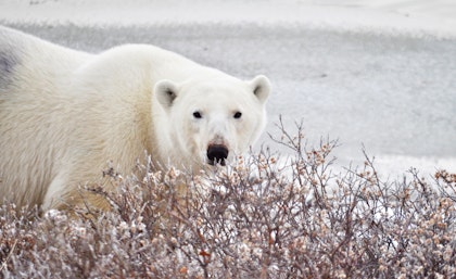 Kanadas arktischer Norden: Winnipeg & Churchill - Image 4
