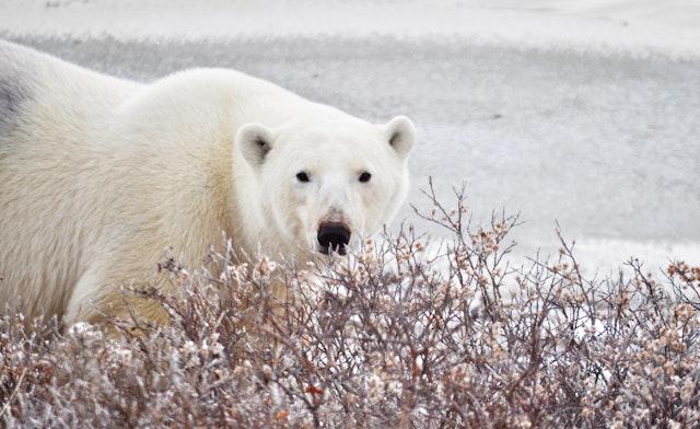 Kanadas arktischer Norden: Winnipeg & Churchill