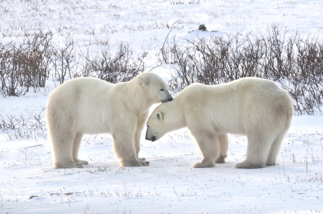 Kanadas arktischer Norden: Winnipeg & Churchill