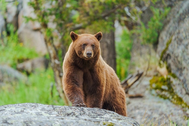 West Yellowstone-2