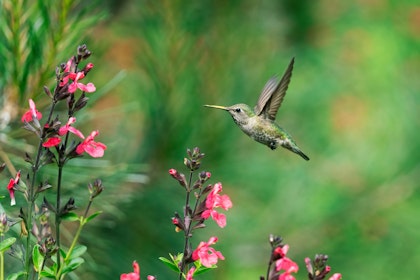 Costa Ricas Naturwunder Paradies in 21 Tagen - Image 3