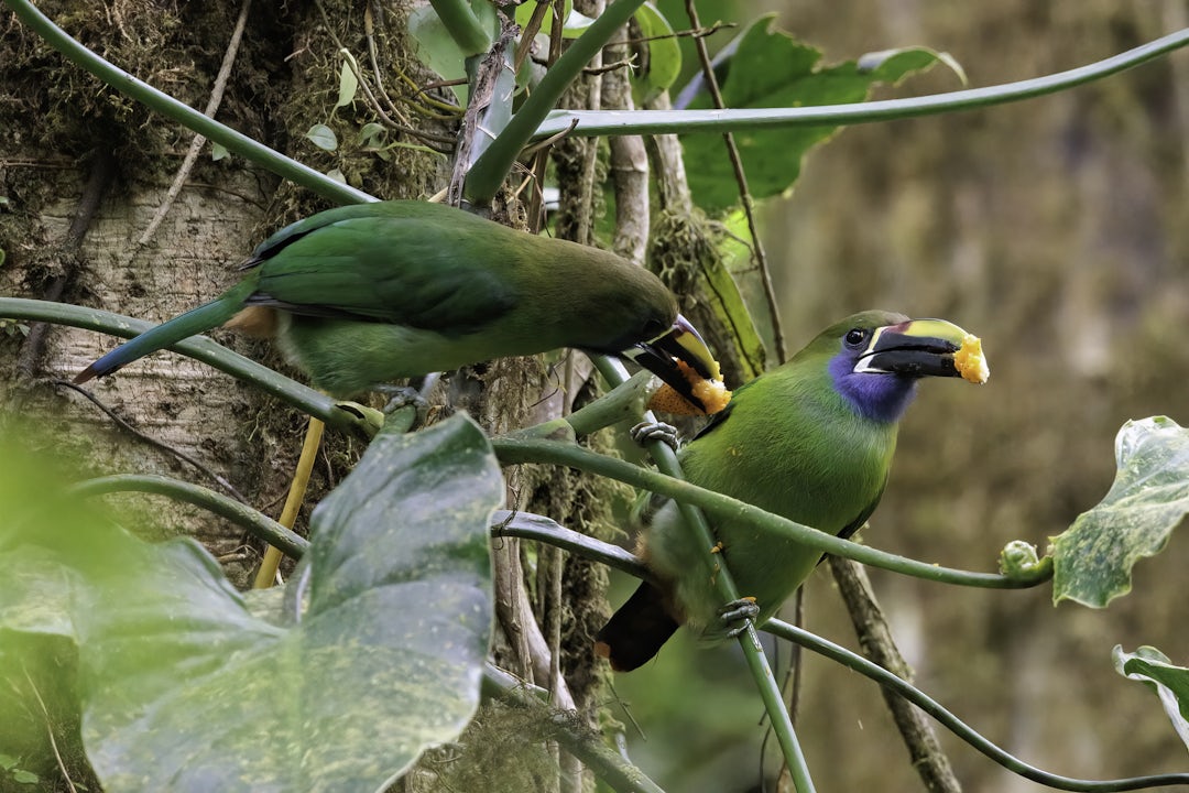 Voyage authentique au Costa Rica