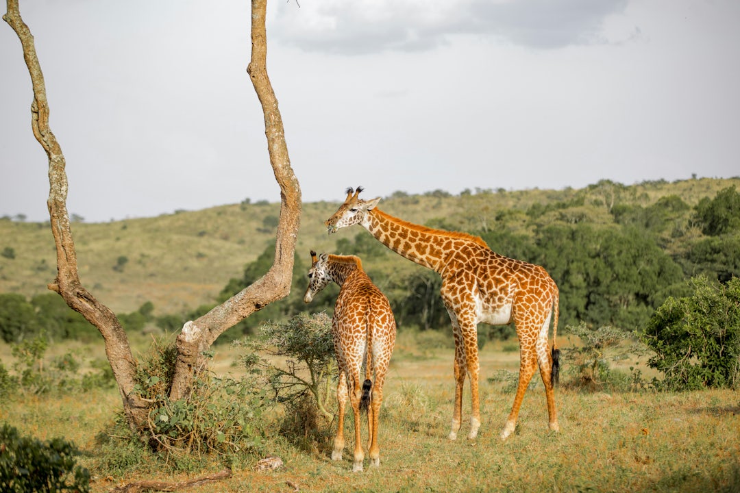 Aventure Sauvage en Tanzanie