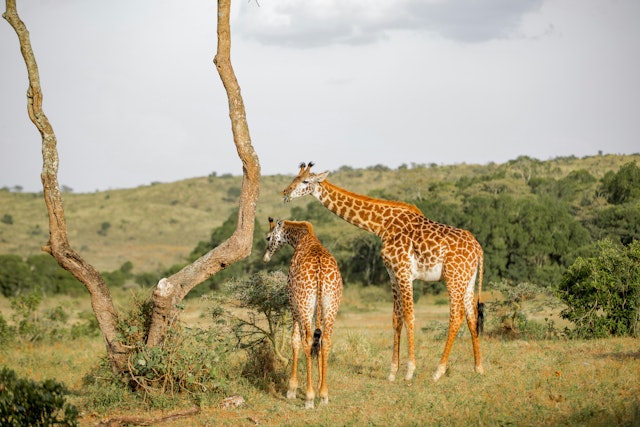 Arusha-1