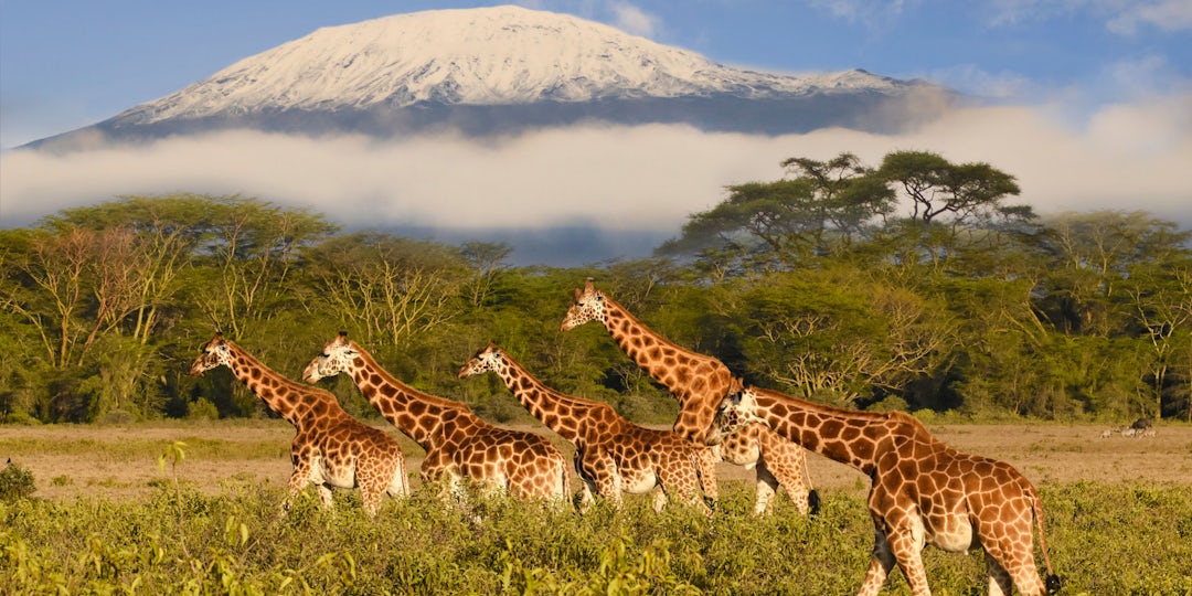 Escaladez le Kilimandjaro