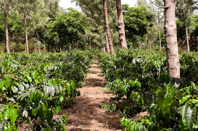 Ngorongoro Farm House