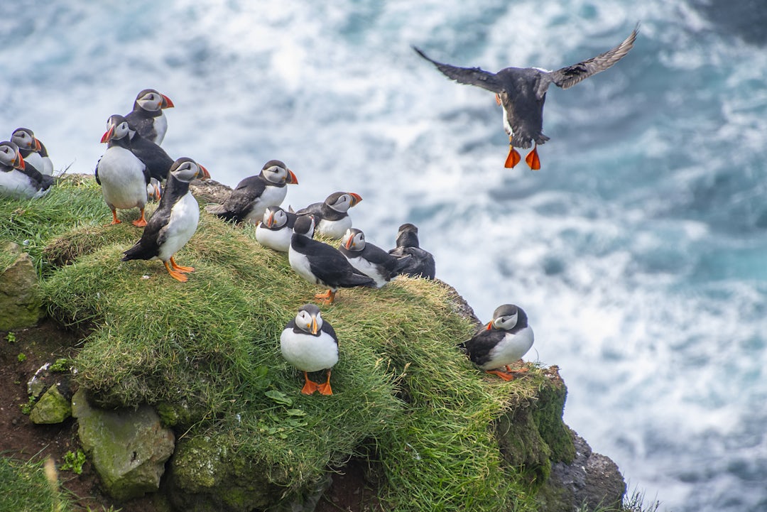 Island-Rundreise: 3 Wochen durch wilde Landschaften