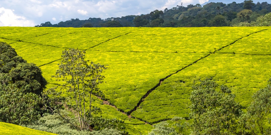 10 Tage Kenia: Masai Mara und Strand