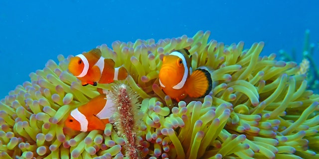 Tioman Island-3