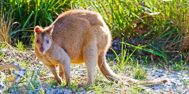 Great Ocean Road Tour: 3 Wochen Abenteuer
