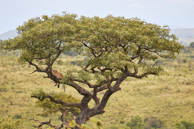 Hluhluwe–Imfolozi Park-2