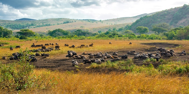 Hluhluwe–Imfolozi Park-1