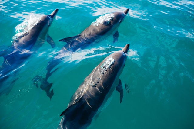 Kaikoura-2