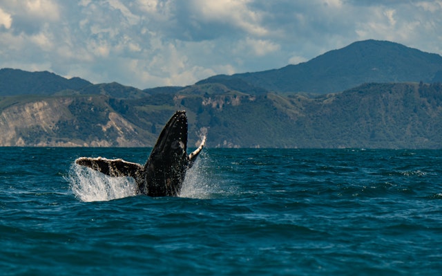 Kaikoura-0