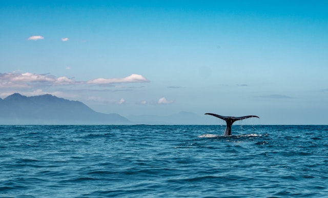 Kaikoura-0
