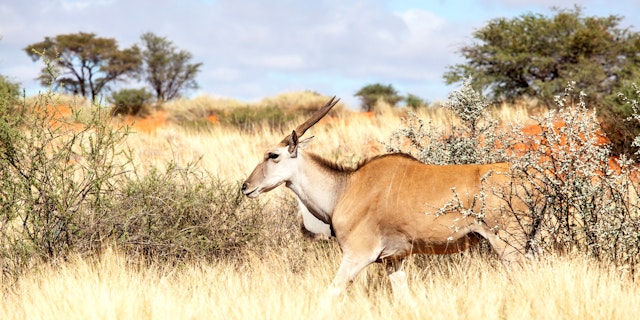 Nord-Kalahari-0