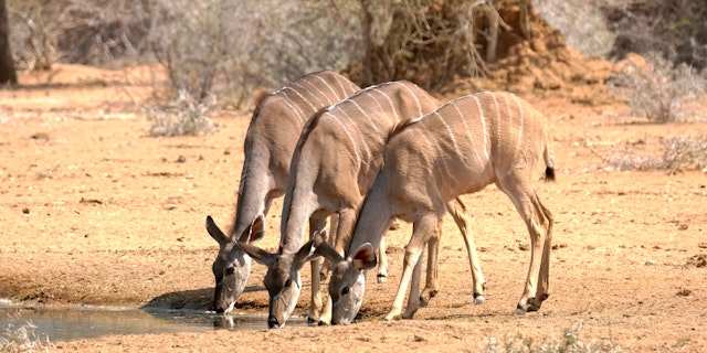 Erindi Game Reserve-3