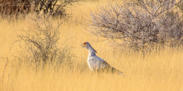 Erindi Game Reserve-4