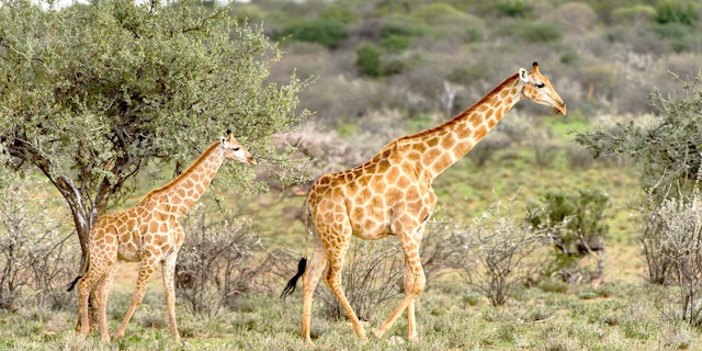 Erindi Game Reserve-0