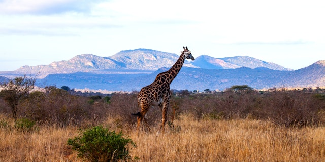 Tsavo West National Park-1