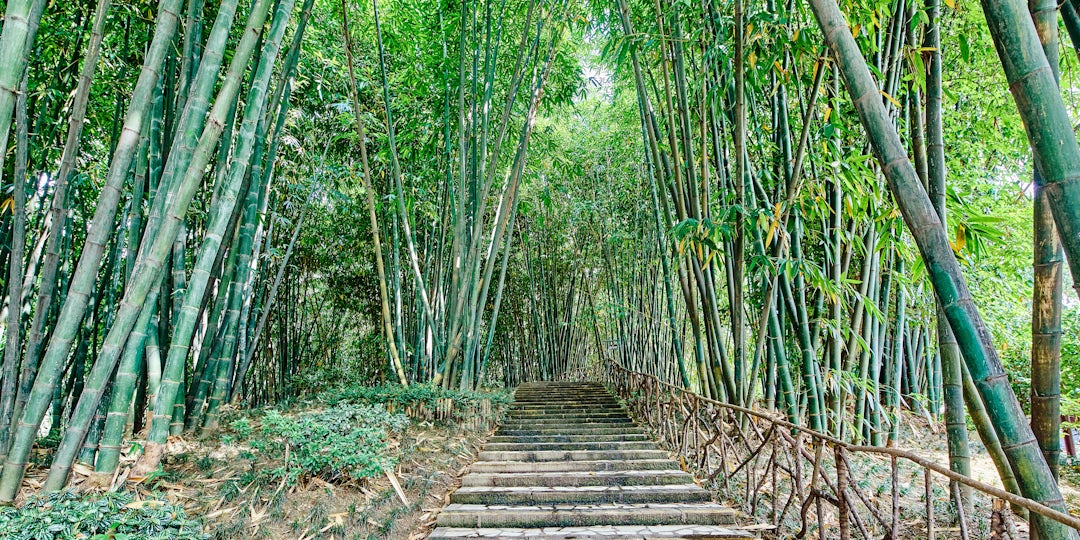 China Rundreise 3 Wochen: Pandabären, Yangtze & Metropolen