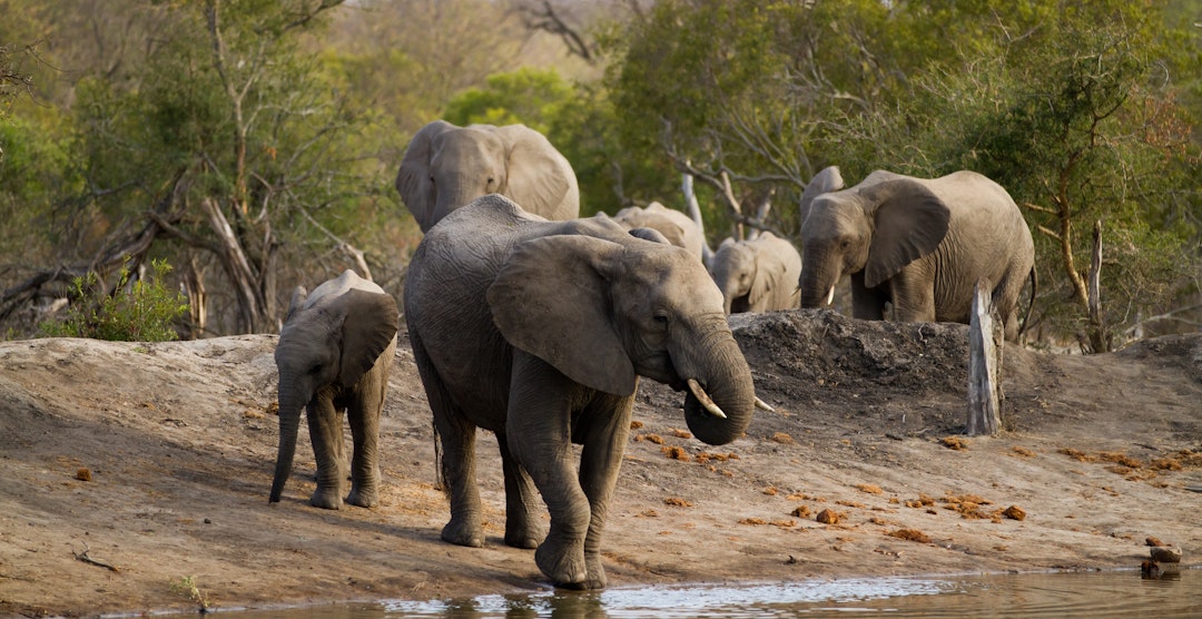 Safari Abenteuer im Norden