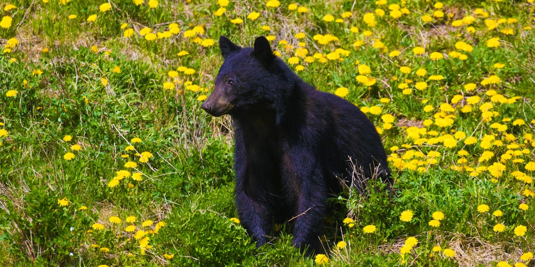 Rundreise durch British Columbia: Große Wildnis