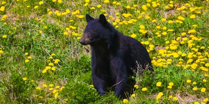 Rundreise durch British Columbia: Große Wildnis - Image 4