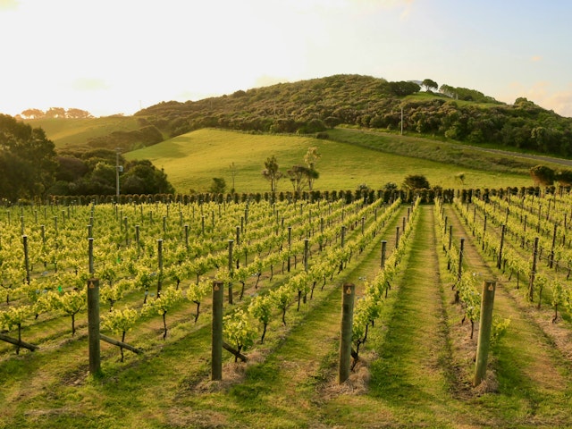 Waiheke Island-2