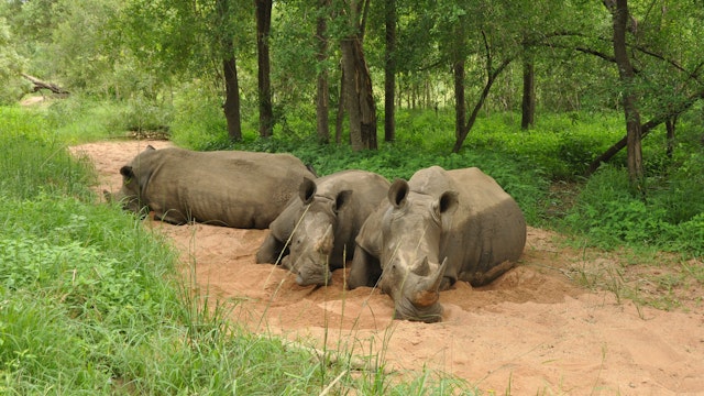 St. Lucia: Wildnis, Reservate und königliche Parks