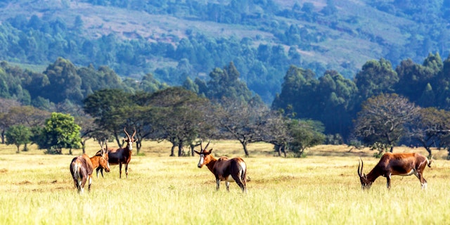 Johannesburg, Drakensberg und Strände