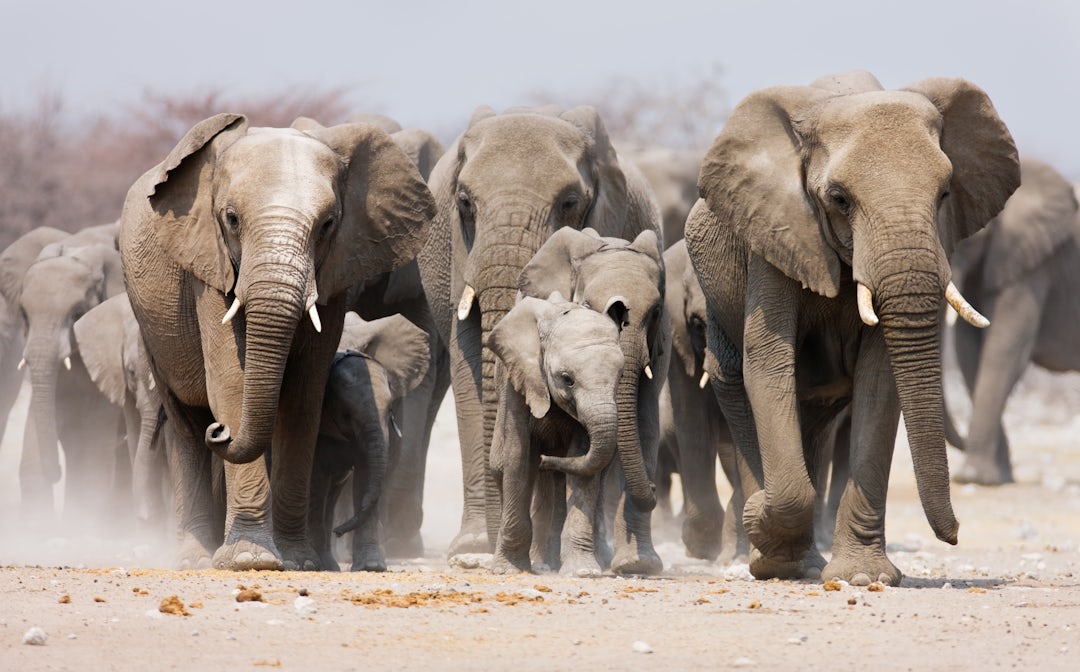Namibia Safari und Baden: 2 Wochen Abenteuer