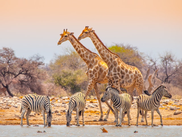 Etosha sud-2