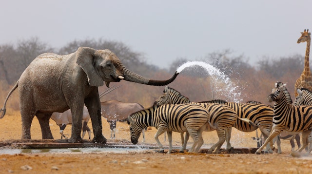 Etosha South-1