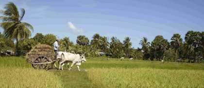 Rund- und Badereise durch Kambodscha in 2 Wochen - Image 4