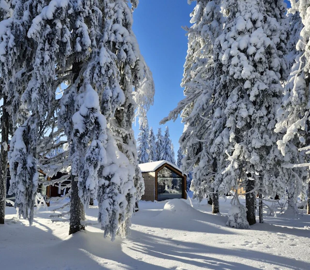 Arctic Nest