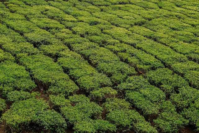 Thekkady-1