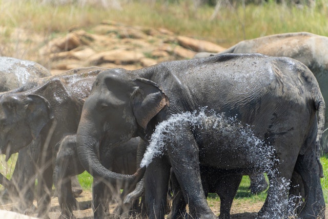 Gal Oya National Park-5