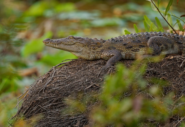 Gal Oya National Park-2
