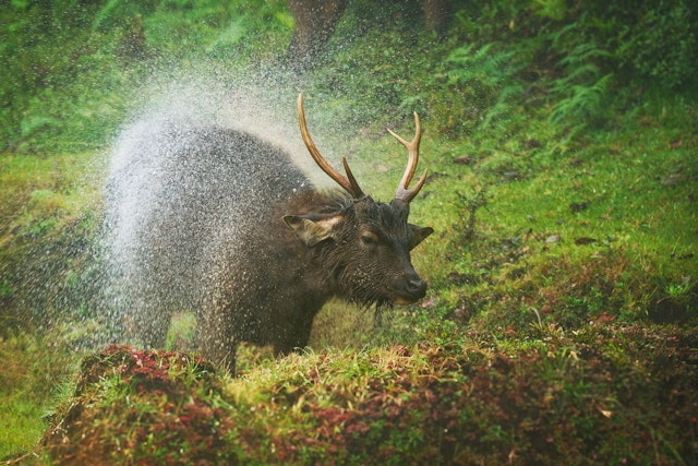 Gal Oya National Park-1