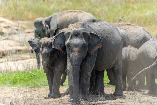 Séjour Sri Lanka Côte Est