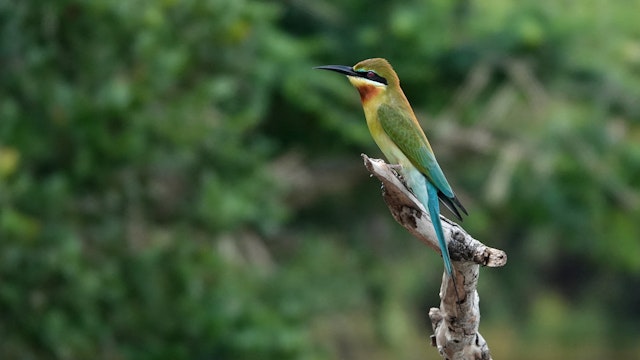 Gal Oya National Park-0