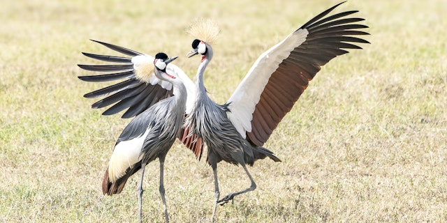 Campingsafari Tansania 11 Tage