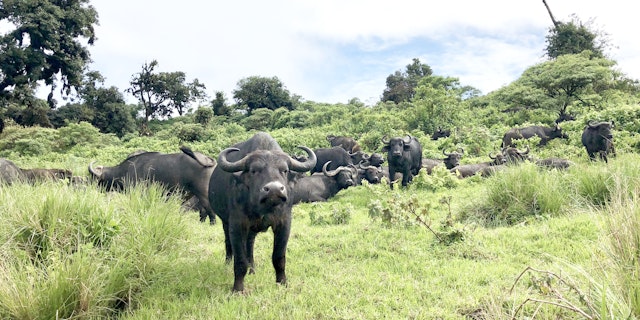 Ngorongoro Region-4